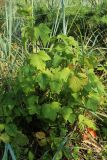 Ribes nigrum. Плодоносящее растение в сообществе с Leymus arenarius и Fragaria. Ленинградская обл., Кингисеппский р-н, окр. дер. Выбье, экологическая тропа; песчаная равнина между береговым валом и старой дюной, псаммофильный овсяницево-леймусовый луг на опушке овсяницево-зеленомошного сосняка. 13.07.2025.