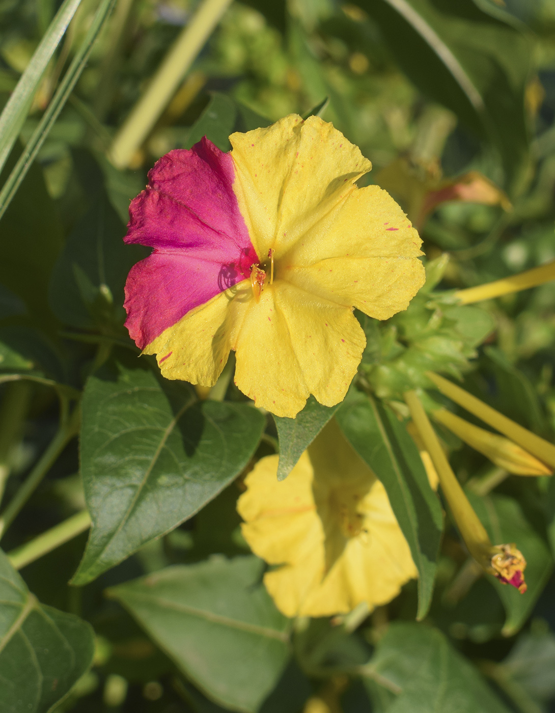 Image of Mirabilis jalapa specimen.