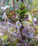 Euphrasia frigida