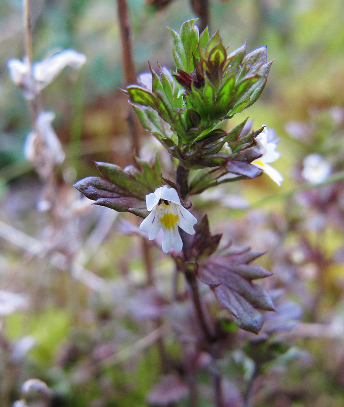 Image of Euphrasia frigida specimen.