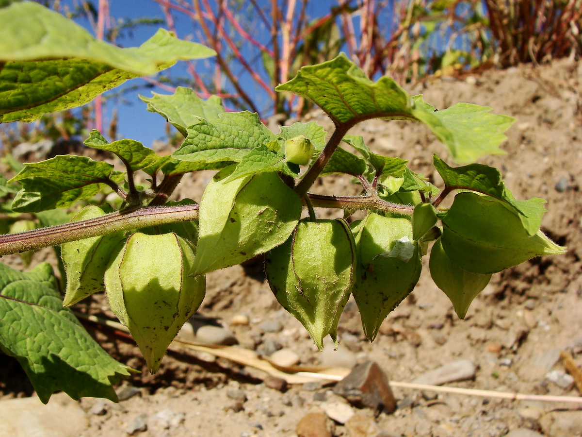 Изображение особи Physalis pubescens.