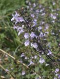 Clinopodium nepeta. Соцветие. Испания, Каталония, пров. Жирона, комарка Баш Эмпорда, муниципалитет Паламос, берег р. Ауби, высокотравный луг после скашивания. 19.10.2025.