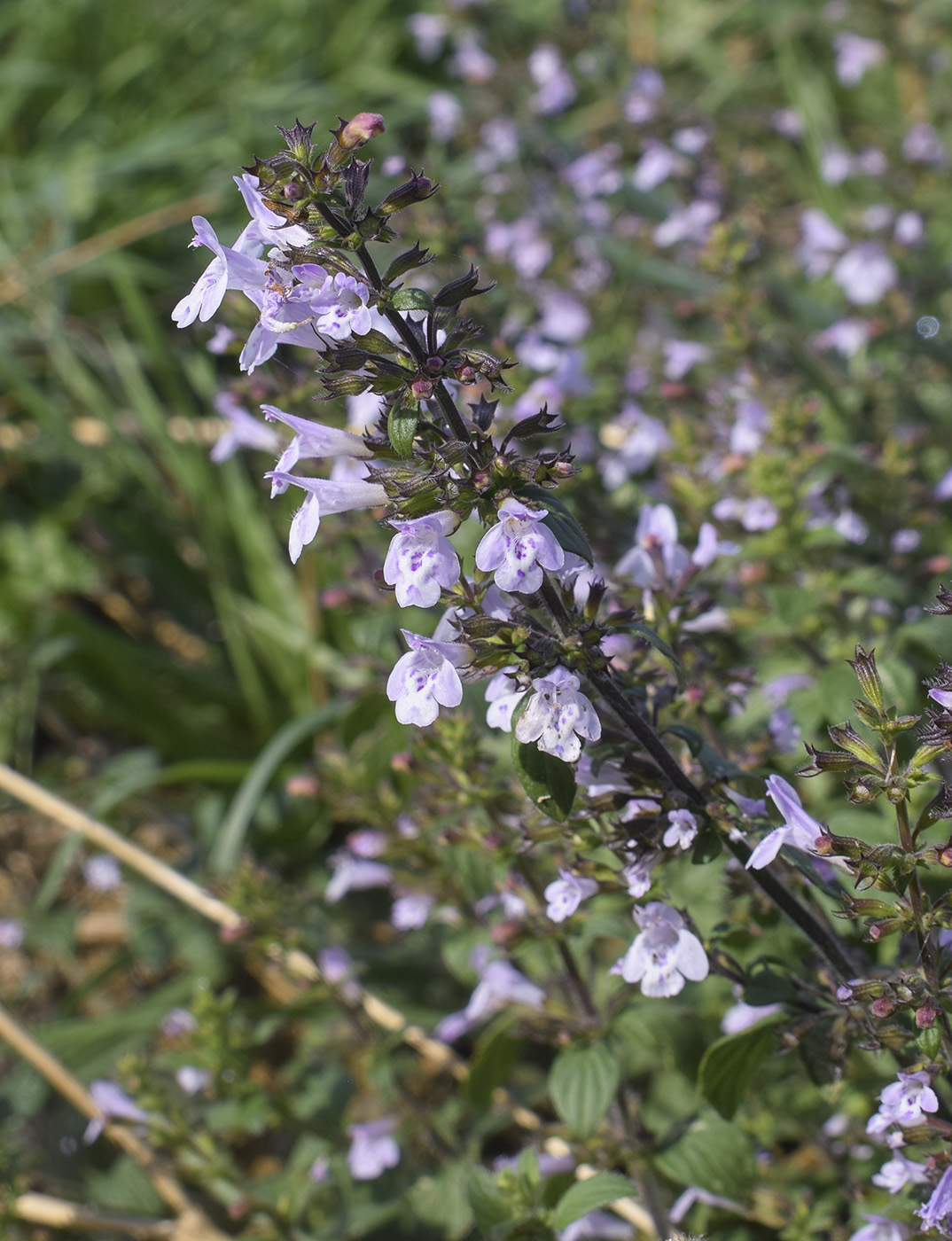 Изображение особи Clinopodium nepeta.