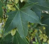 Изображение особи. Автор - Григорий Токарев