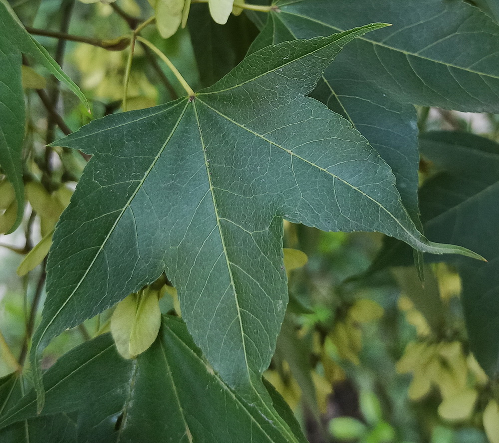 Изображение особи Acer serrulatum.