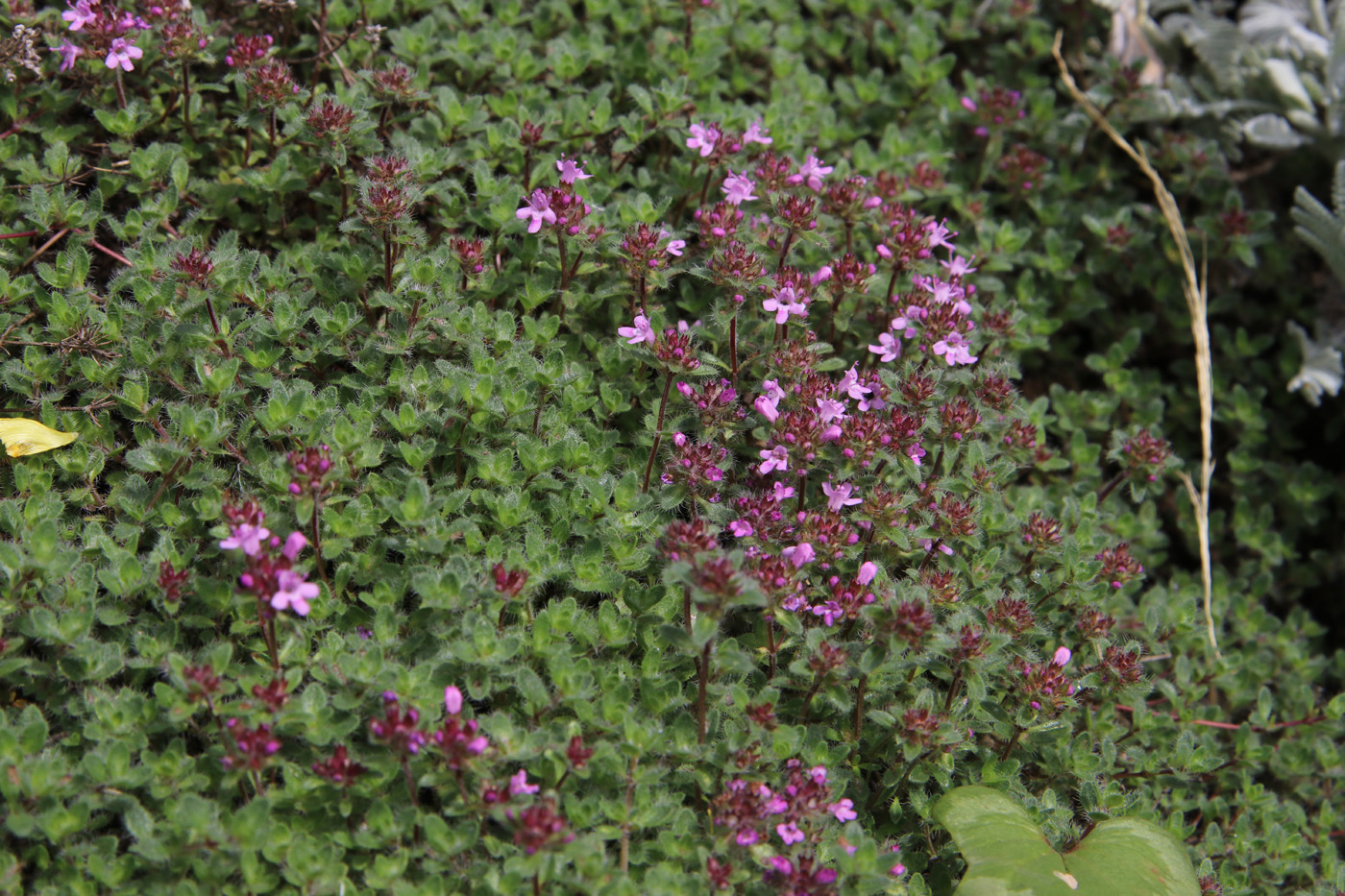 Image of genus Thymus specimen.