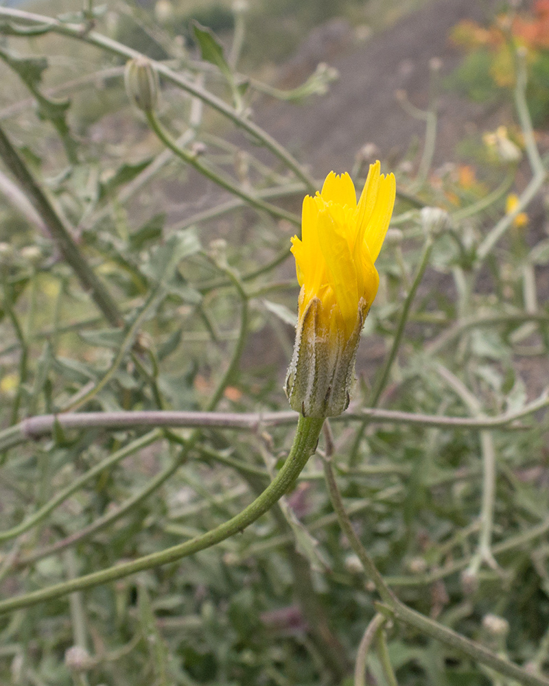 Изображение особи Scariola viminea.