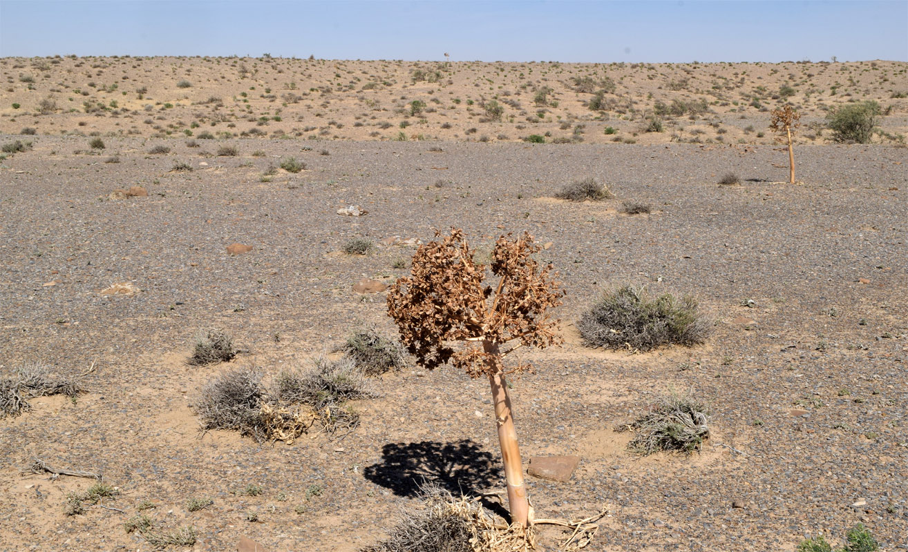 Image of Ferula foetida specimen.