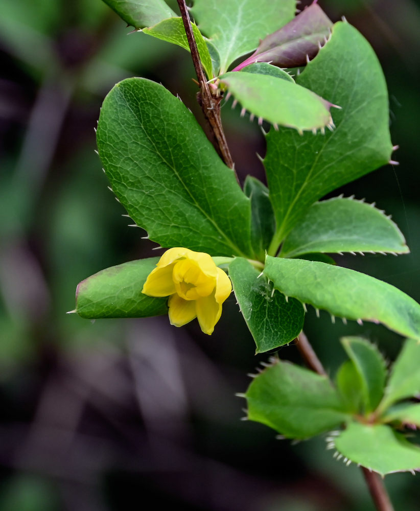 Изображение особи Berberis diaphana.