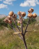Linum hypericifolium. Соплодие. Адыгея, Кавказский биосферный запов., хр. Каменное Море, ≈ 2000 м н.у.м., субальпийский луг. 10.09.2016.
