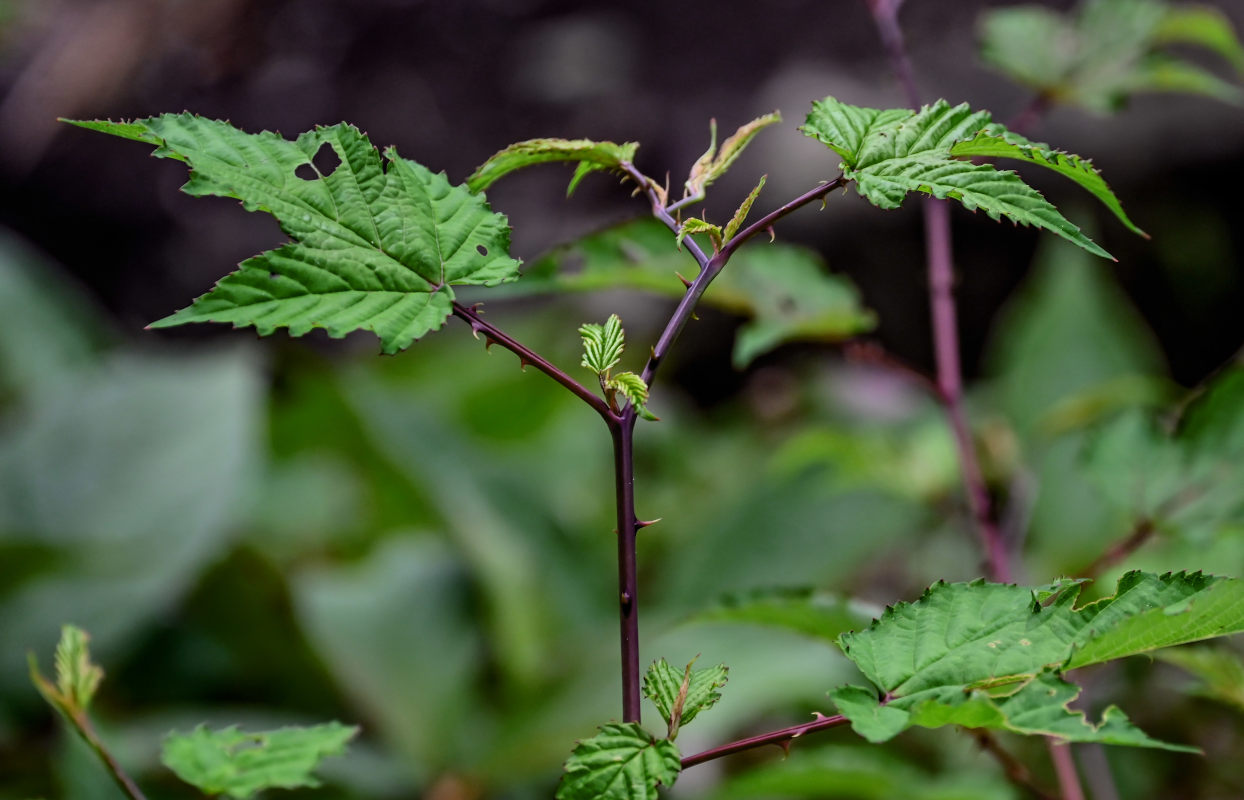 Изображение особи Rubus conduplicatus.