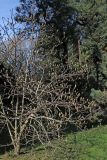 Magnolia kobus. Часть цветущего растения. Краснодарский край, Сочи, Адлерский р-н, парк \"Южные культуры\", в культуре. 20 февраля 2026 г.