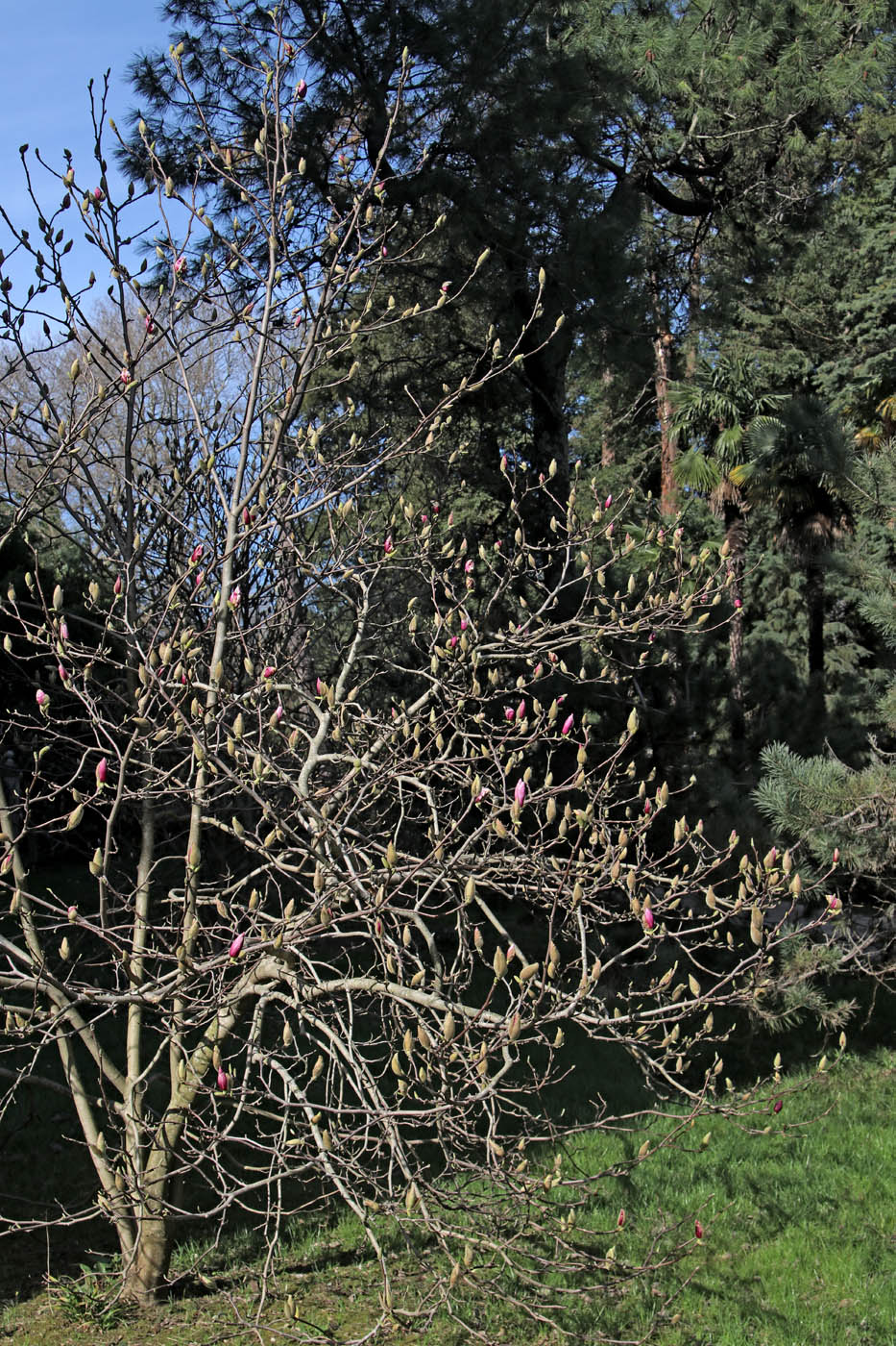 Изображение особи Magnolia kobus.