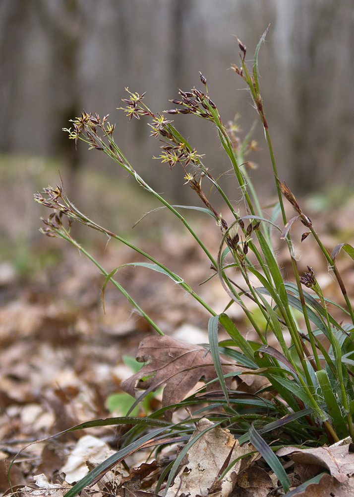 Изображение особи Luzula forsteri.