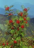 Sorbus aucuparia. Плодоносящее растение. Большой Кавказ, Главный Кавказский хребет, отрог горы Ачишхо, басс. р. Мзымта. 18.10.2004.