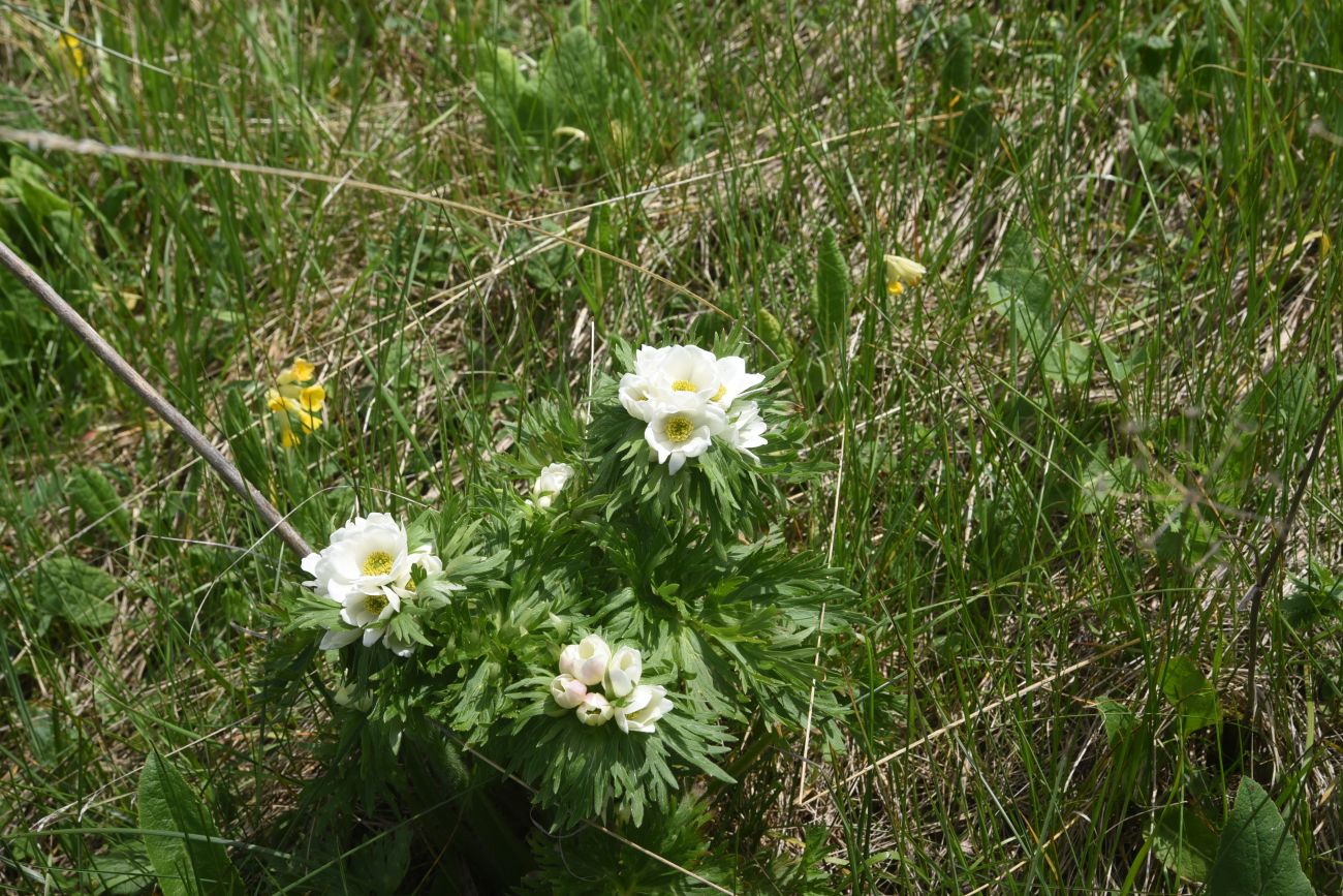 Изображение особи Anemonastrum fasciculatum.