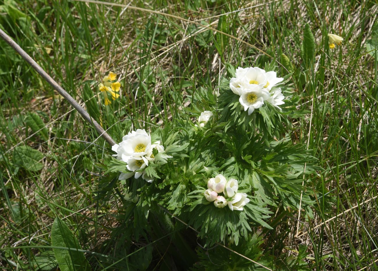 Изображение особи Anemonastrum fasciculatum.