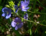 Veronica umbrosa. Верхушки цветущих побегов. Крым, Кировский р-н, Агармышский лес, дубово-буковый лес. 03.05.2025.