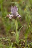 Iris acutiloba. Цветущее растение. Дагестан, Кумторкалинский р-н, дол. р. Шураозень, степной склон. 28.04.2026.
