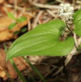 Image of taxon representative. Author is Вера Волкотруб