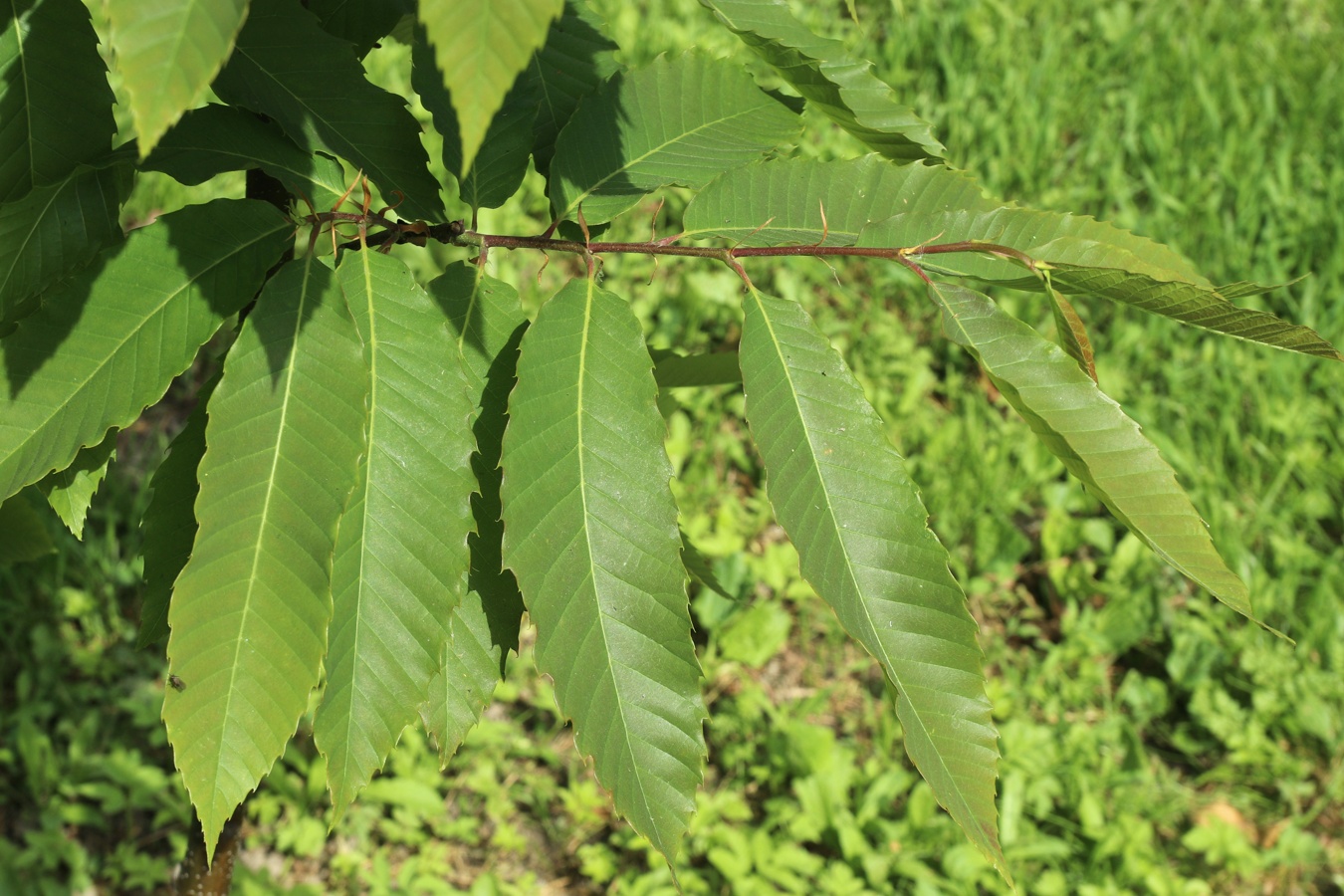 Изображение особи Castanea sativa.