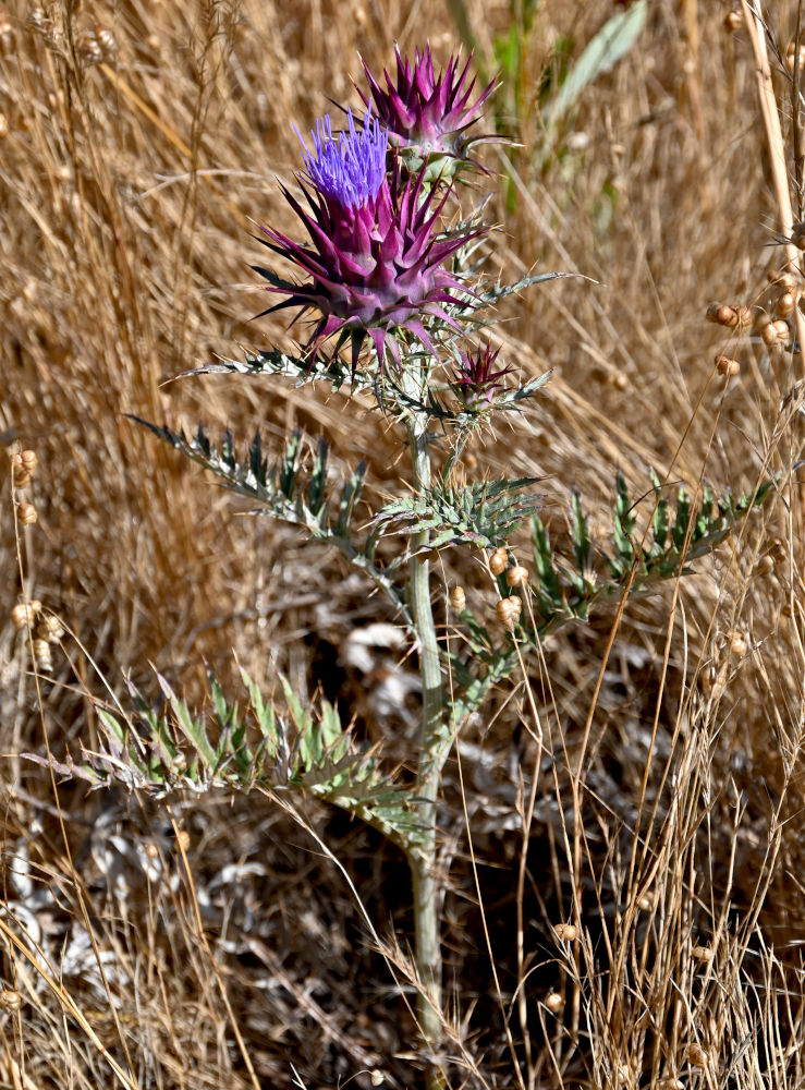 Image of genus Cynara specimen.