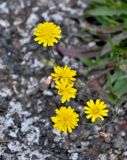 Crepis capillaris. Соцветия. Португалия, округ Сетубал, г. Серкал, на камне. 07.06.2026.