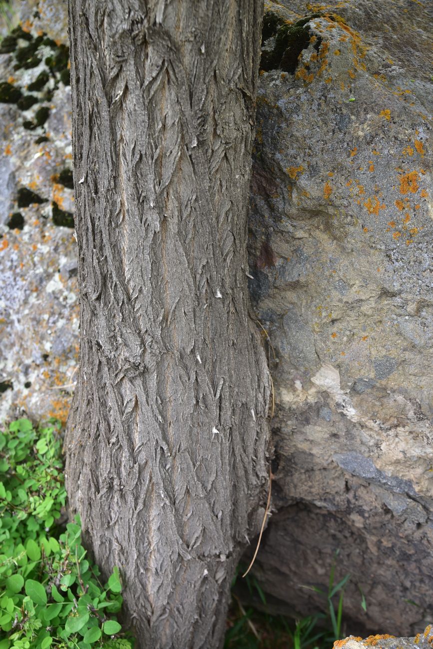 Изображение особи Robinia pseudoacacia.