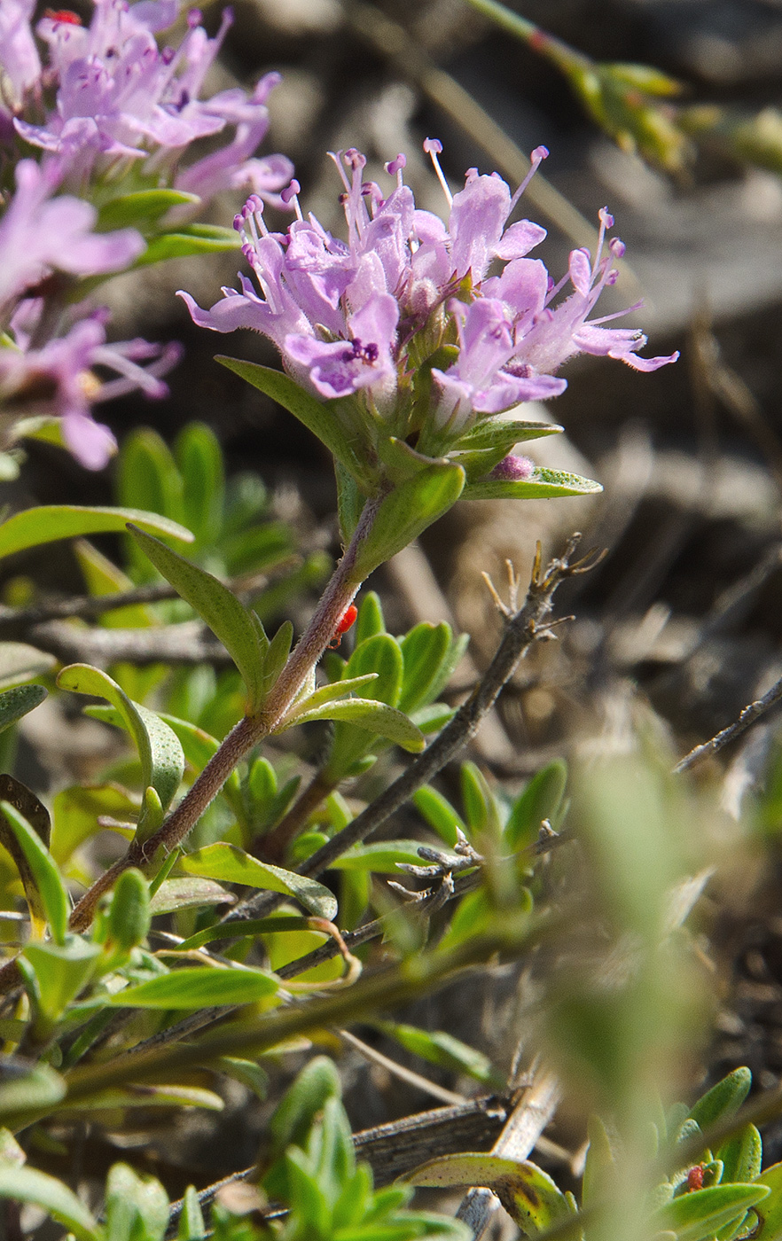 Image of genus Thymus specimen.