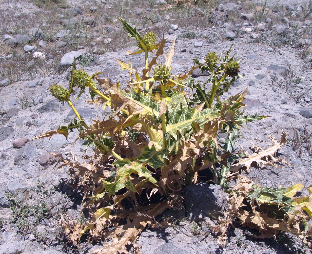 Image of genus Gundelia specimen.