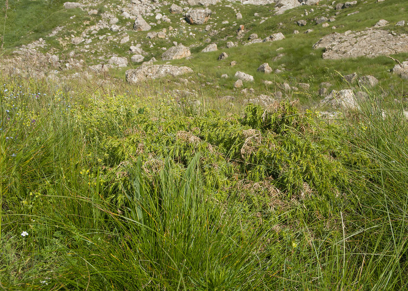 Изображение особи Juniperus hemisphaerica.