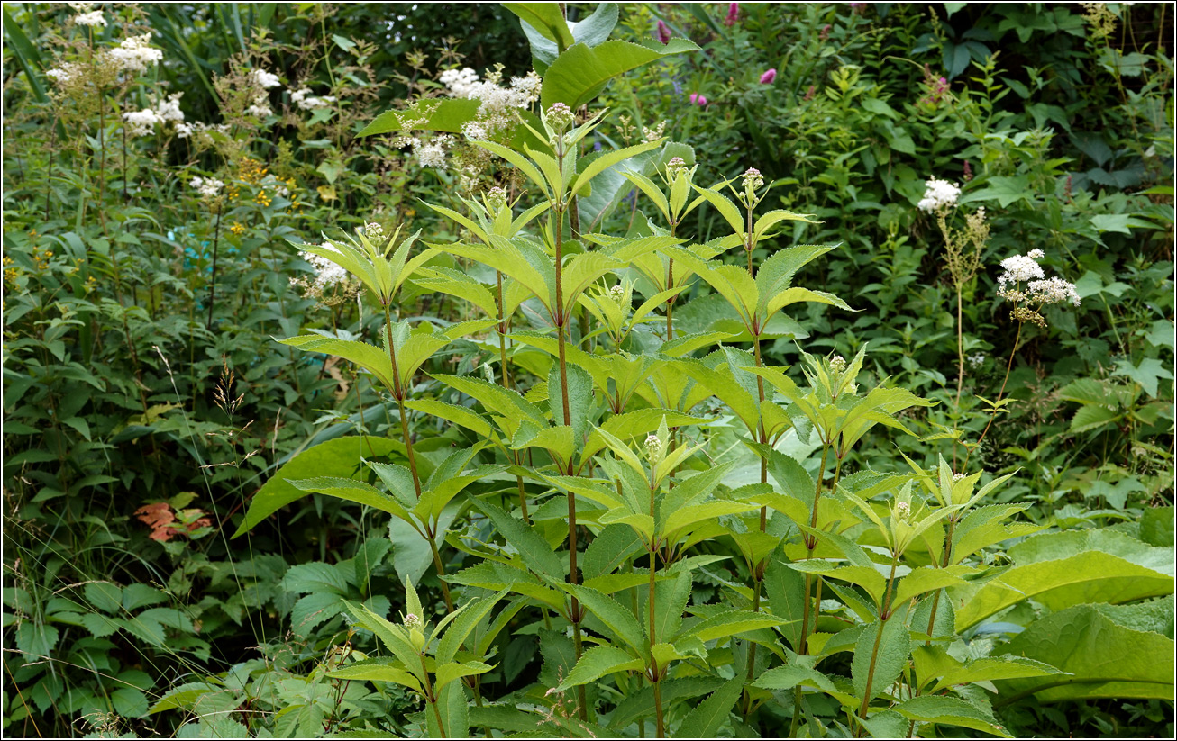Image of Eupatorium purpureum specimen.