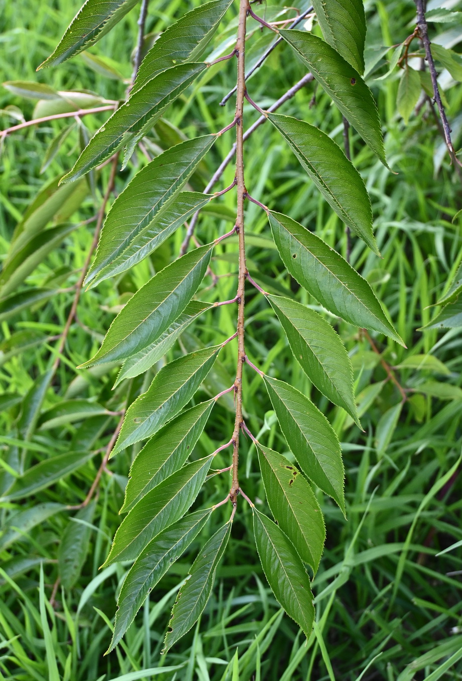 Изображение особи Cerasus subhirtella.