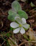 Hepatica nobilis