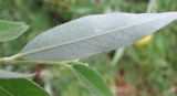 Salix alba