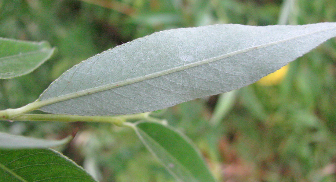 Изображение особи Salix alba.