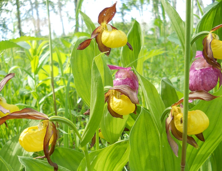 Image of Cypripedium calceolus specimen.