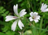 Geranium krylovii