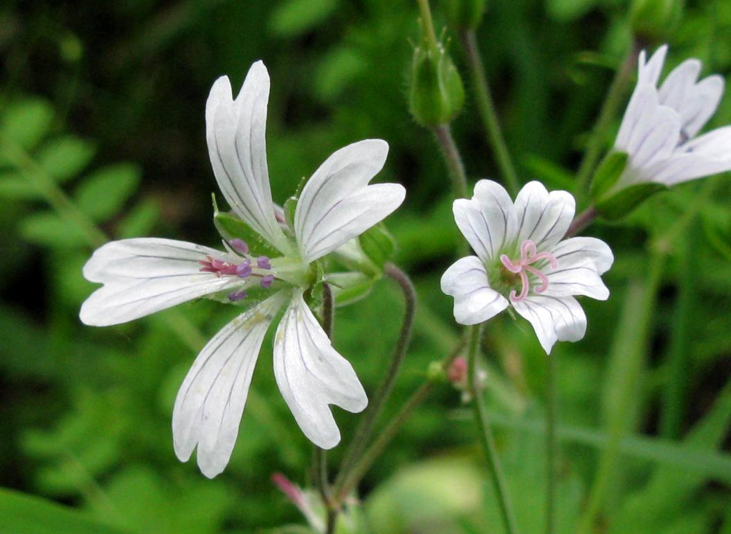 Image of Geranium krylovii specimen.