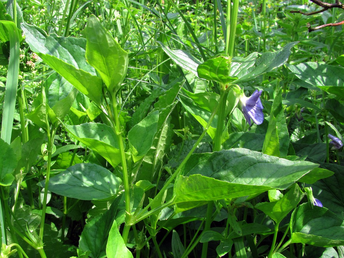 Image of Viola ruppii specimen.