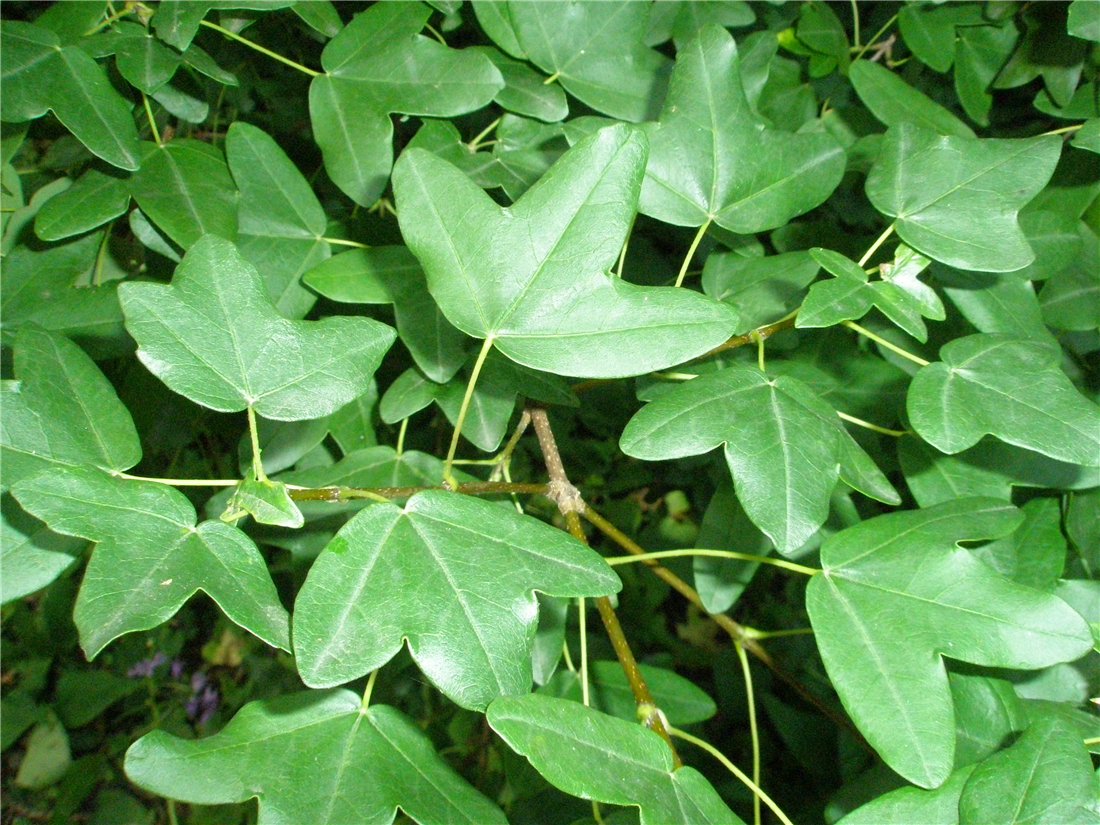 Image of Acer monspessulanum specimen.