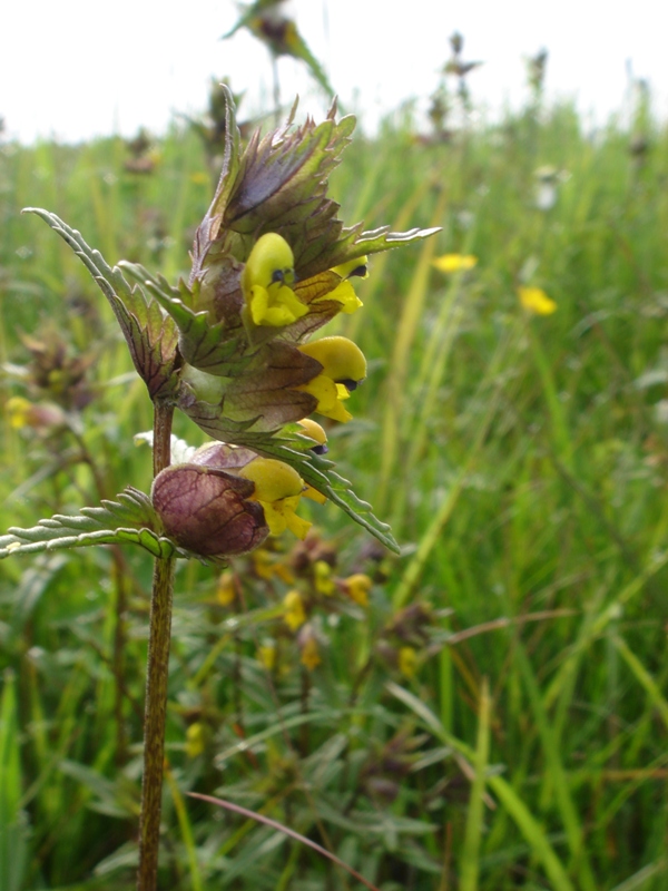 Изображение особи Rhinanthus minor.