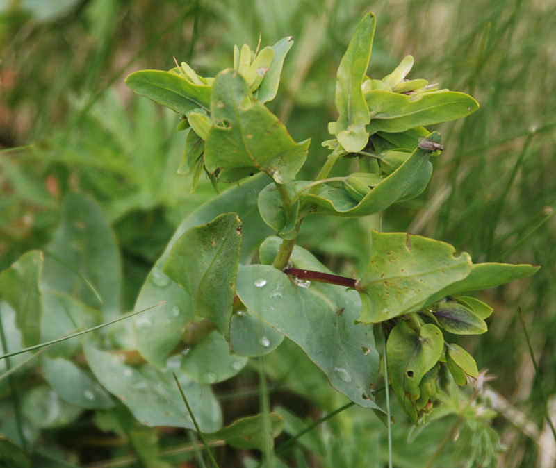 Image of Cerinthe glabra specimen.