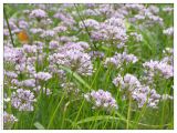 Allium angulosum