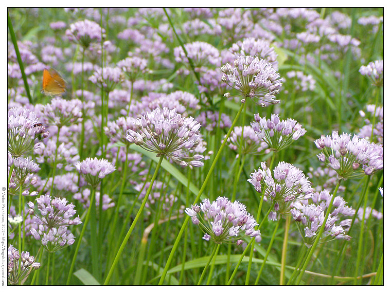 Изображение особи Allium angulosum.