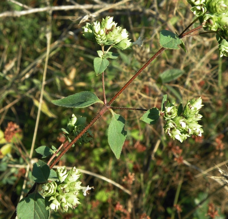 Изображение особи Origanum vulgare ssp. viride.