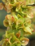 Rumex crispus