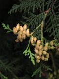 Thuja occidentalis