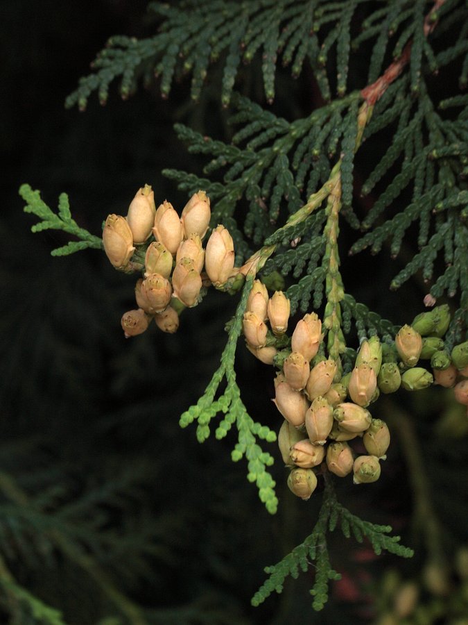 Image of Thuja occidentalis specimen.