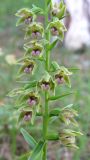 Epipactis persica. Часть соцветия. Крым, окр. Ялты, гора Лапата, сосновый лес. 9 июля 2011 г.